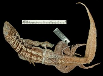 Media type: image;   Herpetology R-11948 Aspect: dorsal